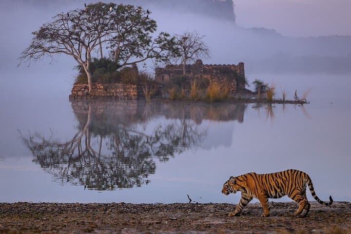 Ranthambore Safari: Canter and Gypsy Wildlife Safaris in Sawai Madhopur photo 4