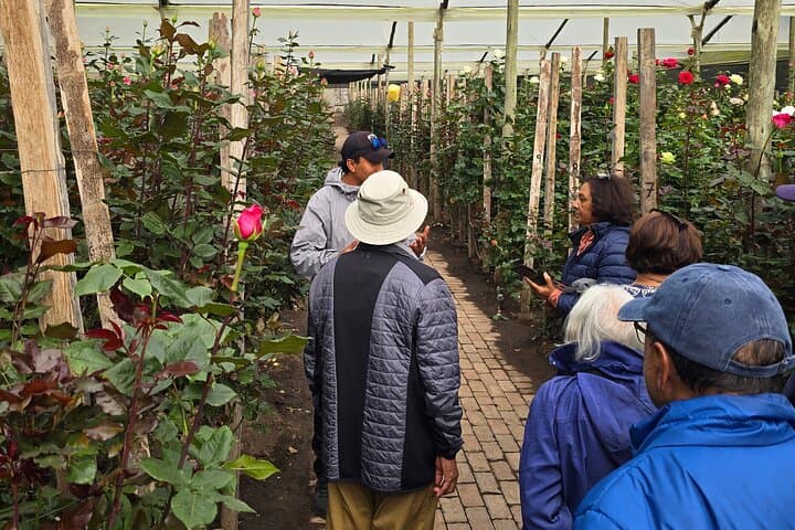 Papallacta Hot Springs & Ecuador Roses Farm: Day Trip from Quito photo 5