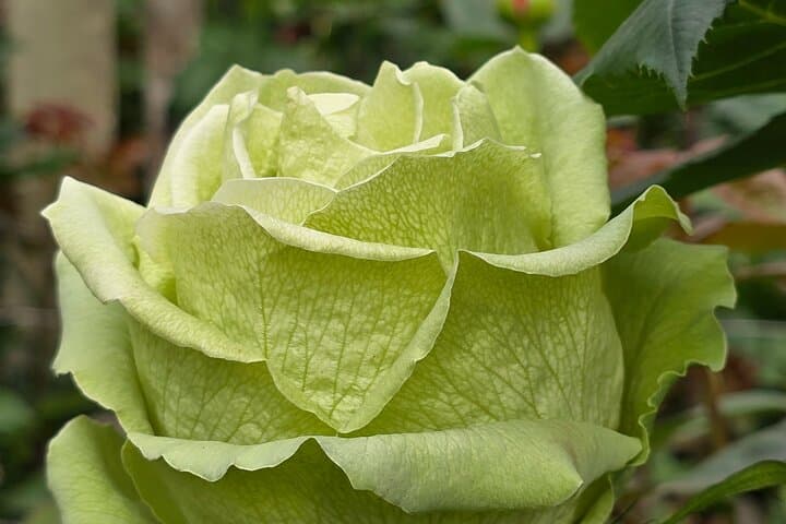 Papallacta Hot Springs & Ecuador Roses Farm: Day Trip from Quito photo 6