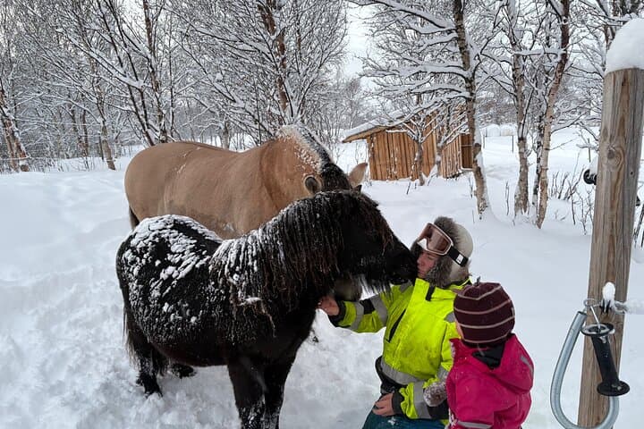 Alta Arctic Farm Visit: Genuine Home Visit with Llamas, Alpacas & Woolly Pigs photo 4