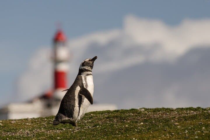 Magdalena and Marta Islands: Penguin & Sea Lion Encounter in Chilean Patagonia