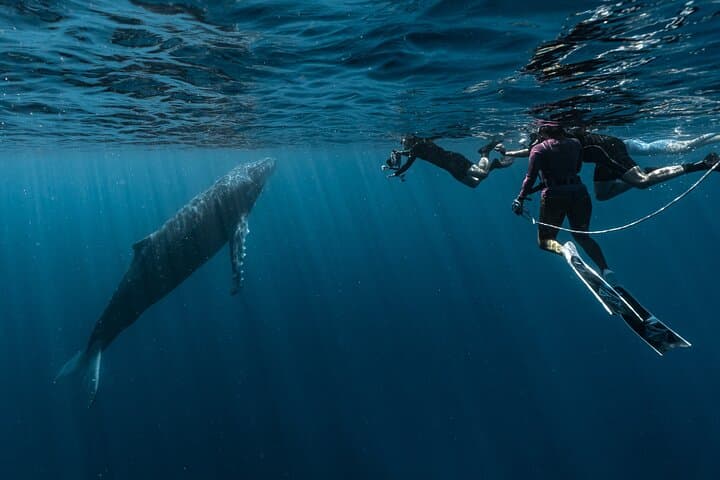 Moorea Shared Whale Expedition: Small-Group Humpback Watching & Snorkel