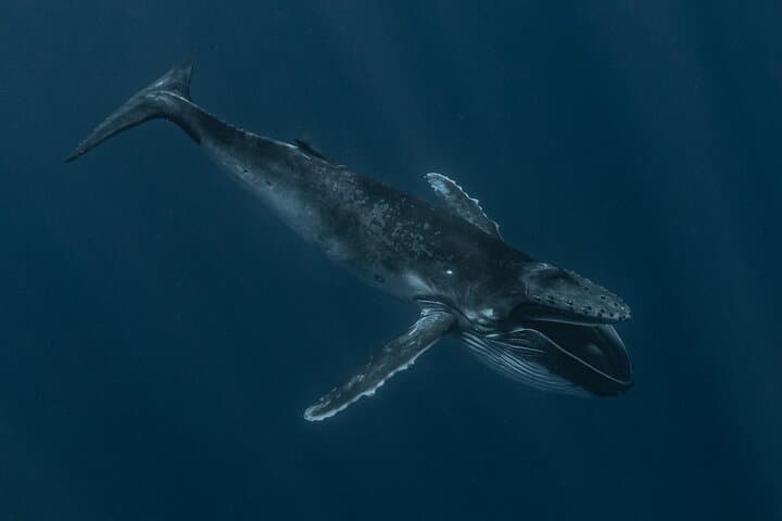 Moorea Shared Whale Expedition: Small-Group Humpback Watching & Snorkel photo 6