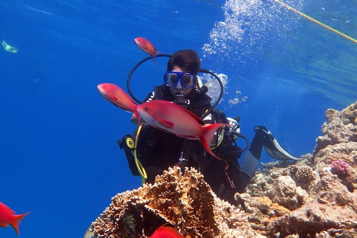 Ras Mohamed and White Island: Two-Dive Day Trip from Sharm El Sheikh photo 4