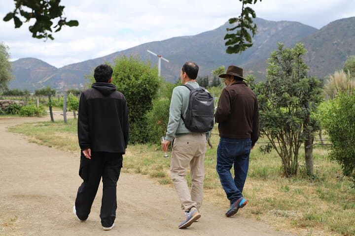 Casablanca Valley Three-Vineyards Wine Tour: Tastings, Lunch & Organic Estates photo 2