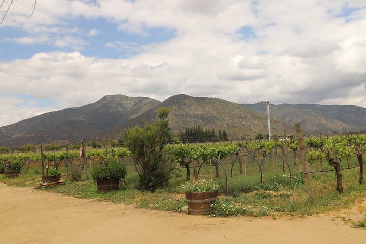 Casablanca Valley Three-Vineyards Wine Tour: Tastings, Lunch & Organic Estates photo 4