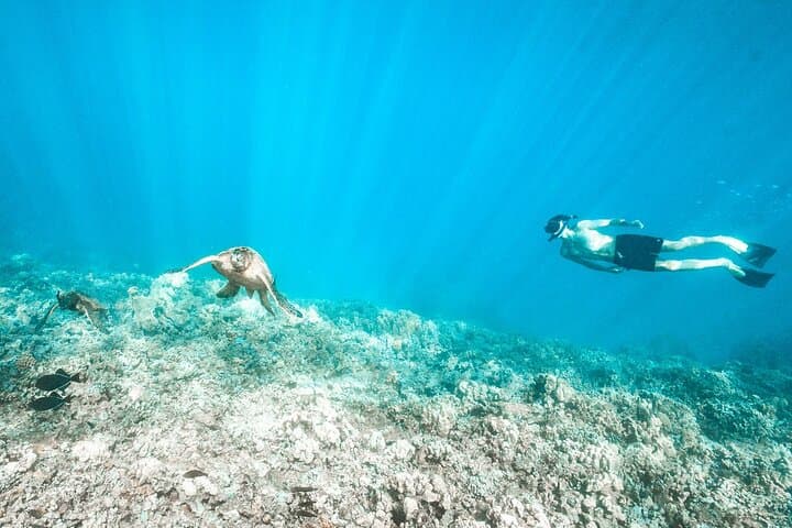 Afternoon Snorkel and Waterslide at Coral Gardens from Maalaea Harbor photo 2
