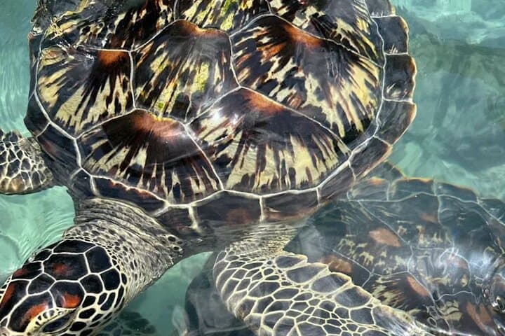 Full-Day Zanzibar: Dolphins, Turtle Salaam Cave & Jozani Forest Wildlife Tour photo 3