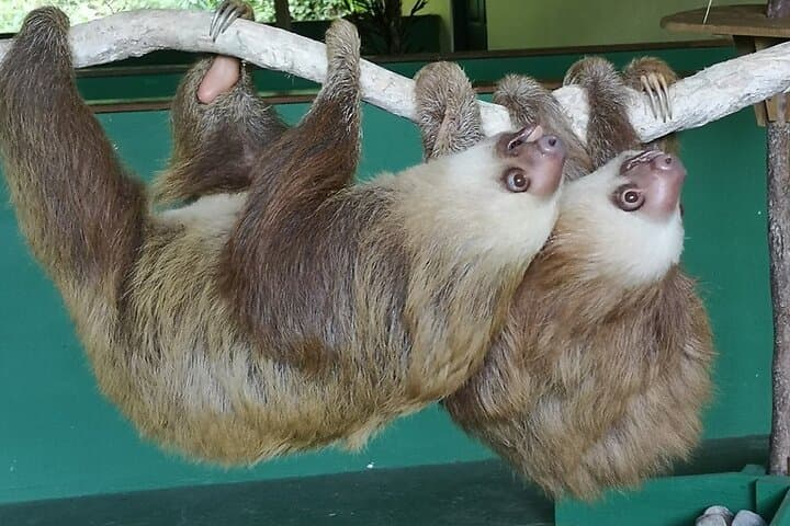 Gatun Lake Wildlife Boat Tour: Sloths, Monkeys & Canal Giants photo 5