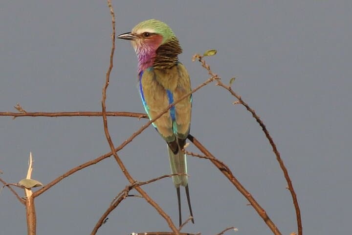 Victoria Falls Private Birdwatching Safari: Half-Day Zambezi Birding Near Town