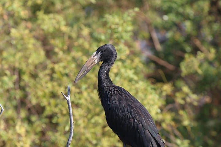 Zambezi River Birdwatching Safari from Victoria Falls — Private Sunset Wildlife Cruise photo 1