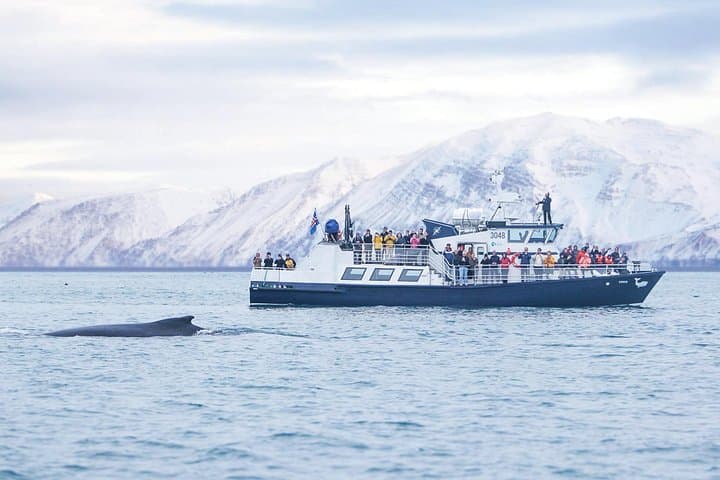 Húsavík Whale Watching: Family-Run Tours on Skjálfandi Bay photo 4
