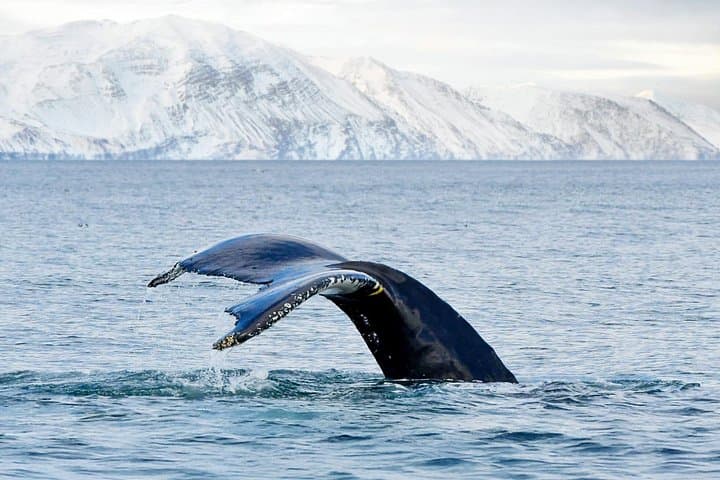 Húsavík Whale Watching: Family-Run Tours on Skjálfandi Bay photo 2