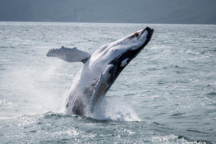 Húsavík Whale Watching: Family-Run Tours on Skjálfandi Bay