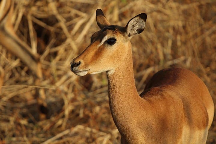 Private Zambezi National Park Safari: Game Drives Along the Zambezi River photo 4