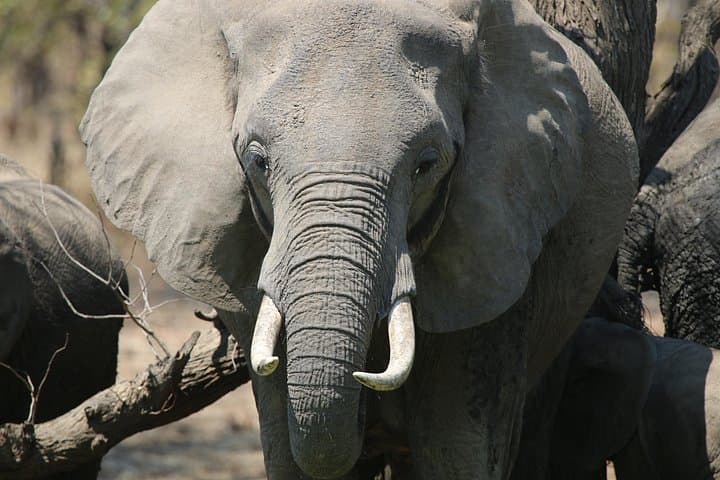 Hwange National Park Private Safari: Big Game, Elephants & Birding from Victoria Falls