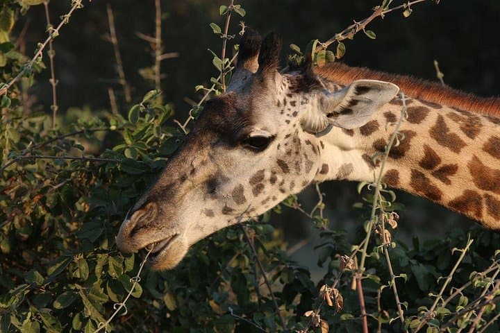 Private Zambezi National Park Safari: Game Drives Along the Zambezi River photo 1