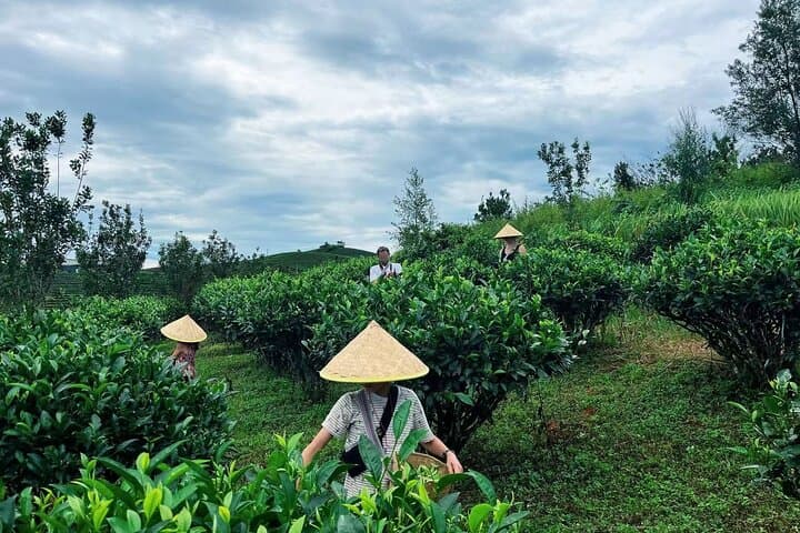 Pu'er Tea Picking and Tasting Morning Trip from Jinghong photo 2