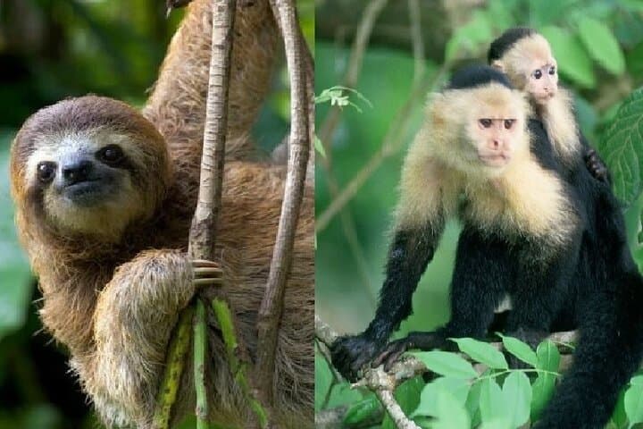 Gatun Lake Wildlife Boat Tour: Sloths, Monkeys & Canal Giants