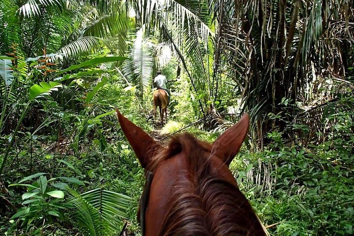 Hopkins Horseback Riding: Rainforest & River Swim through Orange Groves (6–7 hrs) photo 2