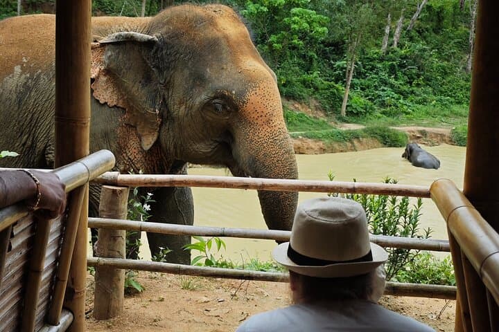 Phuket No-Touch Elephant Sanctuary: Afternoon Visit to Ethical Elephant Herds