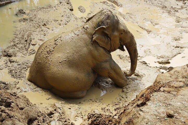 Phuket No-Touch Elephant Sanctuary: Afternoon Visit to Ethical Elephant Herds photo 2