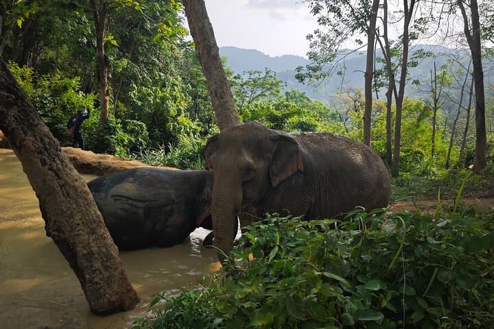Phuket No-Touch Elephant Sanctuary: Afternoon Visit to Ethical Elephant Herds photo 3