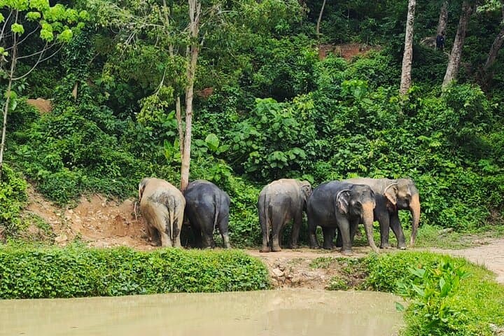 Phuket No-Touch Elephant Sanctuary: Afternoon Visit to Ethical Elephant Herds photo 4