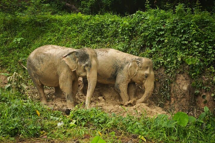 Phuket No-Touch Elephant Sanctuary: Afternoon Visit to Ethical Elephant Herds photo 5