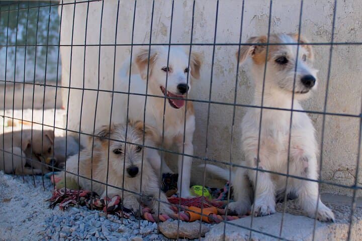 Hike with Rescue Dogs and Learn Greek Cooking in Skiathos photo 6