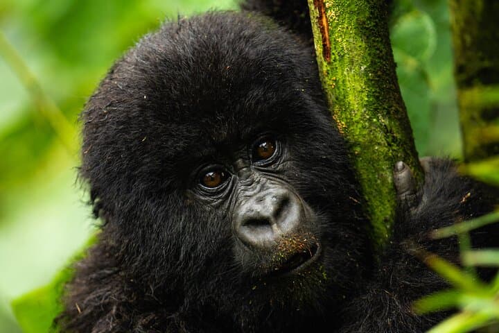 One-Day Gorilla Trekking in Volcanoes National Park — From Kigali to the Virunga Mountains photo 2
