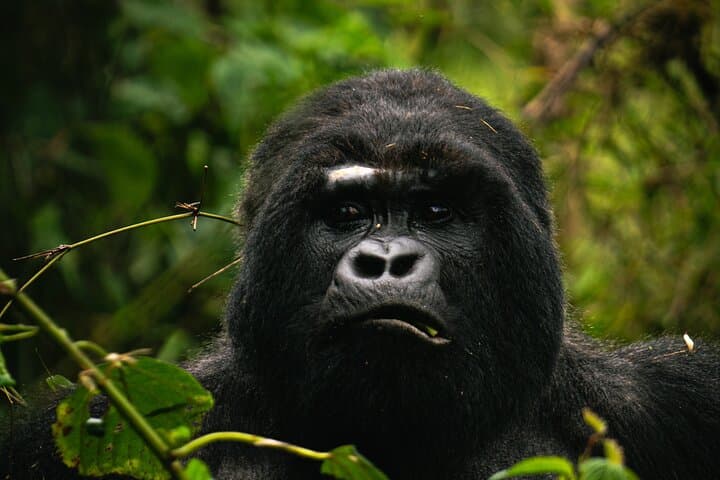 One-Day Gorilla Trekking in Volcanoes National Park — From Kigali to the Virunga Mountains photo 3