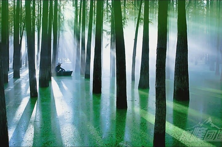 Qingshan Lake Water Forest Half‑Day Tour from Hangzhou