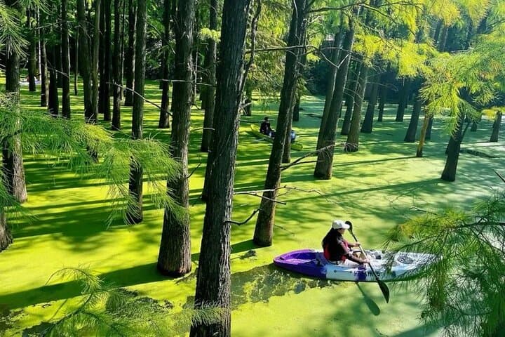 Qingshan Lake Water Forest Half‑Day Tour from Hangzhou photo 3