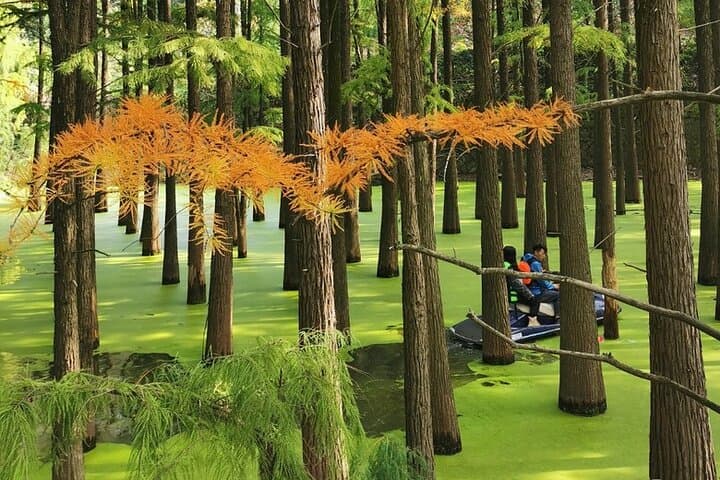 Qingshan Lake Water Forest Half‑Day Tour from Hangzhou photo 4