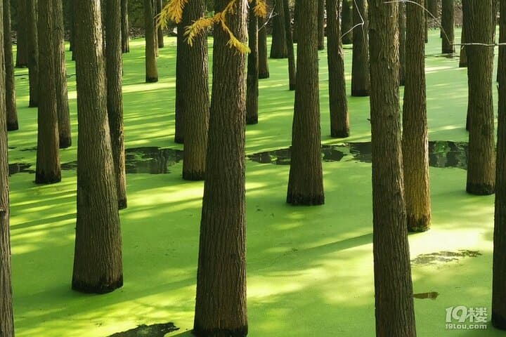 Qingshan Lake Water Forest Half‑Day Tour from Hangzhou photo 6