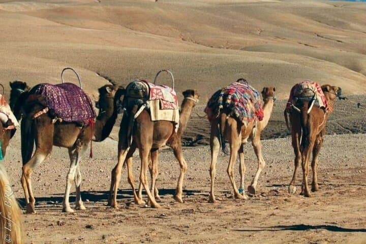 Agafay Desert Diner and Show: Camel Ride, ATV Adventure & Moroccan Night from Marrakech photo 5