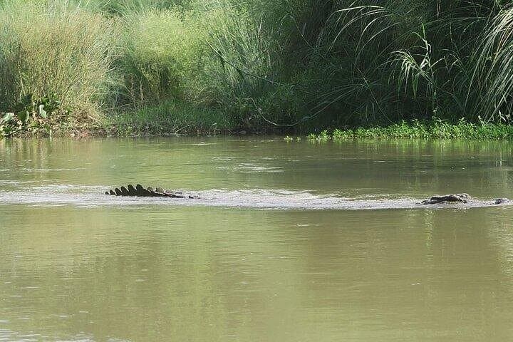 Chitwan Jungle Safari: 3-Day Wildlife Adventure from Kathmandu photo 5
