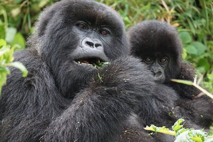 One-Day Gorilla Trekking in Volcanoes National Park — From Kigali to the Virunga Mountains photo 5