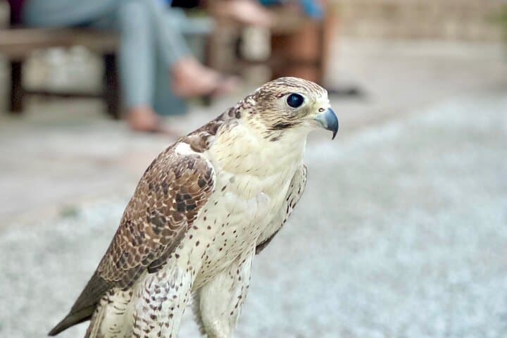 Discover Old Dubai: Creekside Souks, Abra Ride & Street Food Walking Tour photo 3