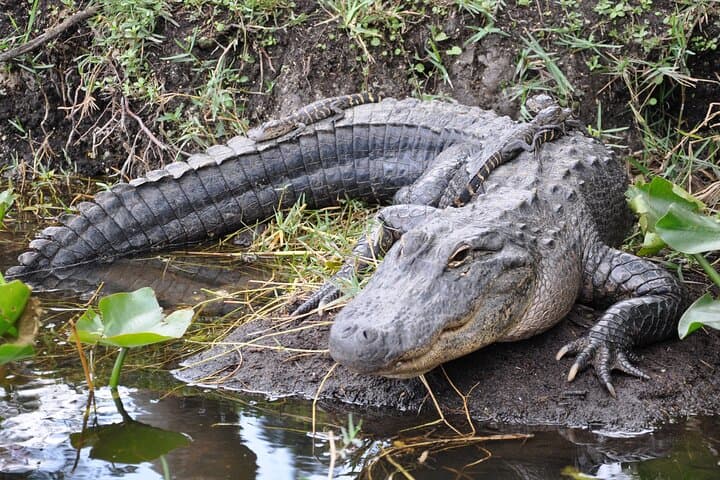Everglades Airboat Experience: Miami to Everglades Alligator & Wetlands Tour photo 3