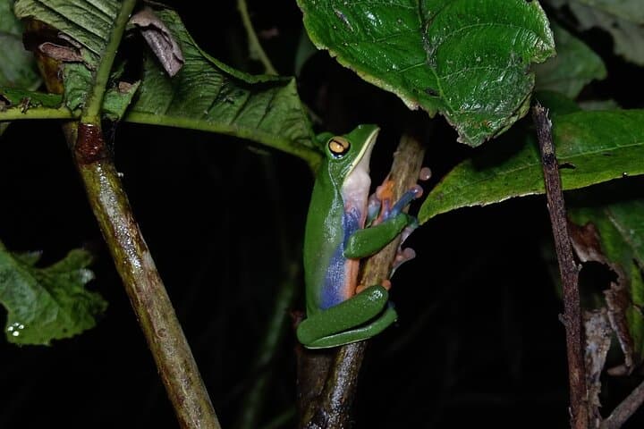 Monteverde Night Walk: Guided Nocturnal Wildlife Tour in Costa Rica