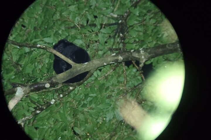 Monteverde Night Walk: Guided Nocturnal Wildlife Tour in Costa Rica photo 2