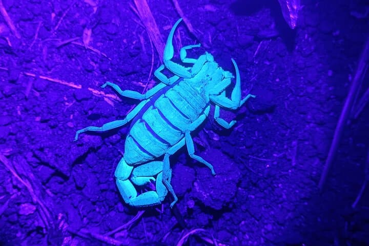 Monteverde Night Walk: Guided Nocturnal Wildlife Tour in Costa Rica photo 3