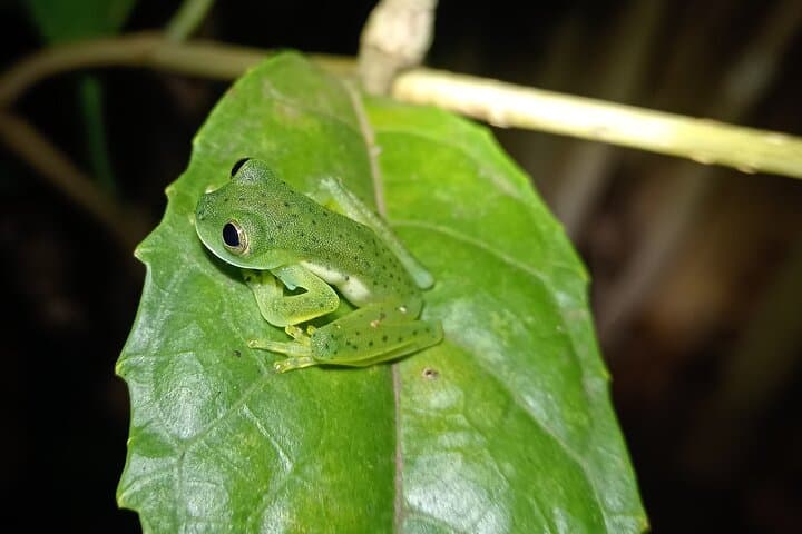 Monteverde Night Walk: Guided Nocturnal Wildlife Tour in Costa Rica photo 4
