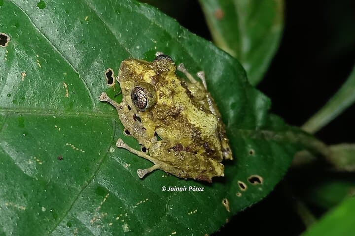 Monteverde Night Walk: Guided Nocturnal Wildlife Tour in Costa Rica photo 5