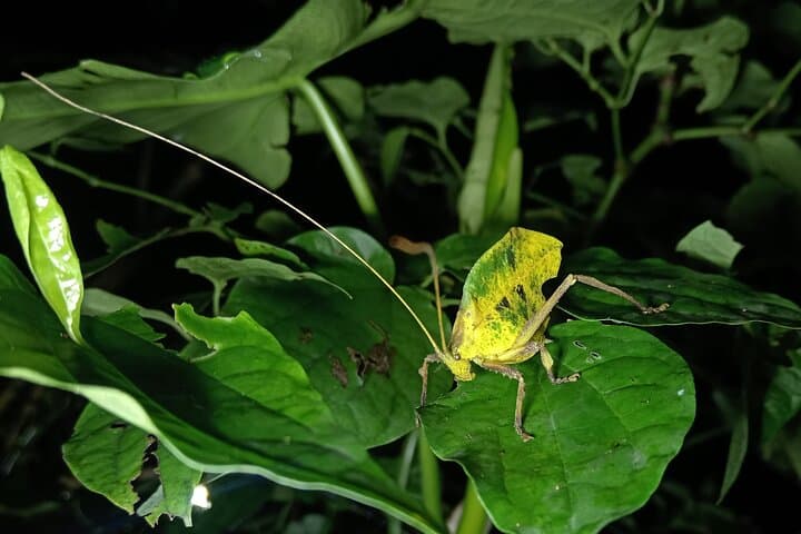 Monteverde Night Walk: Guided Nocturnal Wildlife Tour in Costa Rica photo 6