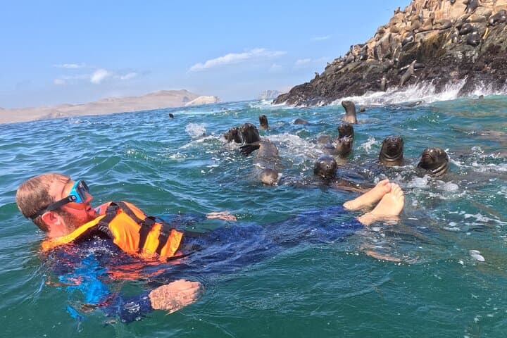 Swim with Sea Lions at Palomino Islands: Lima Yacht Wildlife Tour