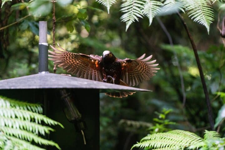 Hamilton Gardens and Sanctuary Mountain Ancient Forest: Full-Day Guided Tour photo 2