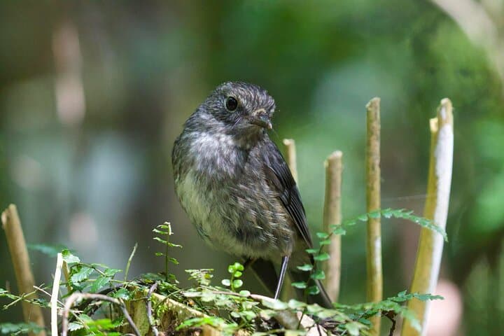 Hamilton Gardens and Sanctuary Mountain Ancient Forest: Full-Day Guided Tour photo 4